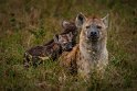 059 Masai Mara, gevlekte hyena